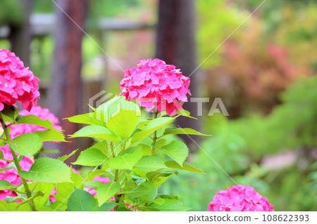 hydrangea flower hydrangea flower 108622393