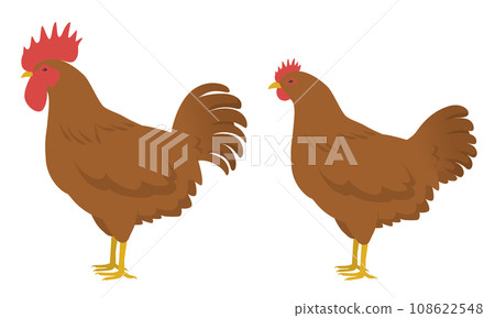 雞圖(公雞和母雞) 雞圖(公雞和母雞) 108622548