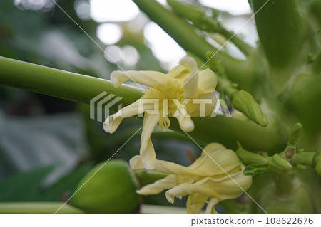 番木瓜女性花 108622676