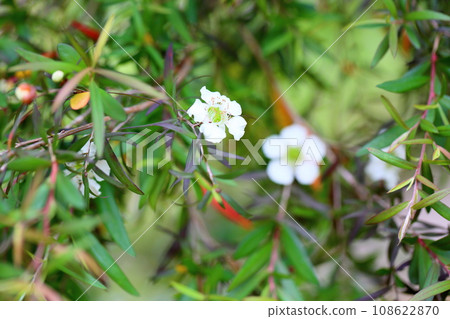 Melaleuka flower 108622870