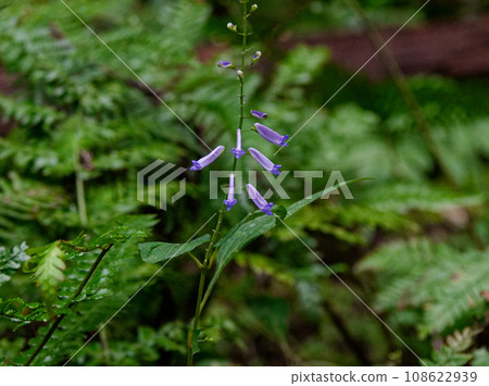 Aki clove flowers of the Lamiaceae family Aki clove flowers of the Lamiaceae family 108622939