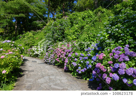 Shimoda Park, Shimoda City, Shizuoka Prefecture. Hydrangeas along the walking path of a famous hydrangea spot overlooking Shimoda City, Izu Shimoda Park, Shimoda City, Shizuoka Prefecture. Hydrangeas along the walking path of a famous hydrangea spot overlooking Shimoda City, Izu 108623178