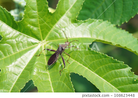 A stink bug that rides on a leaf of a japonica A stink bug that rides on a leaf of a japonica 108623448