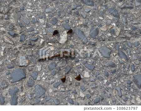 Perched dragonfly family Mayutateakane ♀ wing spot type Perched dragonfly family Mayutateakane ♀ wing spot type 108623797