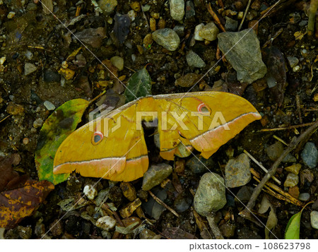 Death of the Yellowtail family Death of the Yellowtail family 108623798