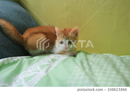 small furry baby ginger cat is curiously watching on the bed small furry baby ginger cat is curiously watching on the bed 108623866