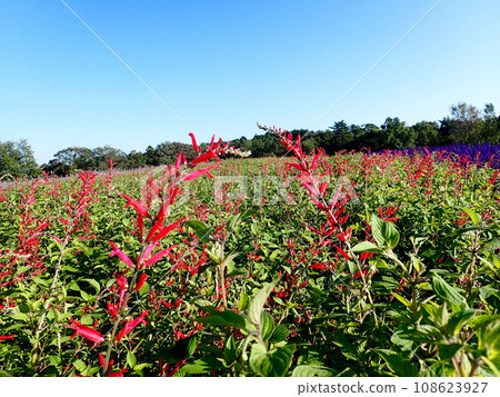 Aoyama Resort Herb Garden welcomes sage season Aoyama Resort Herb Garden welcomes sage season 108623927