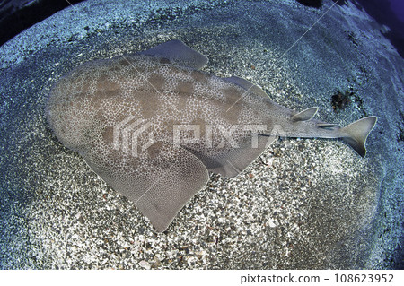 安康魚 108623952