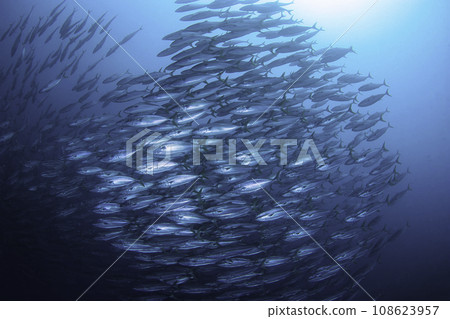 黃尾魚群 108623957