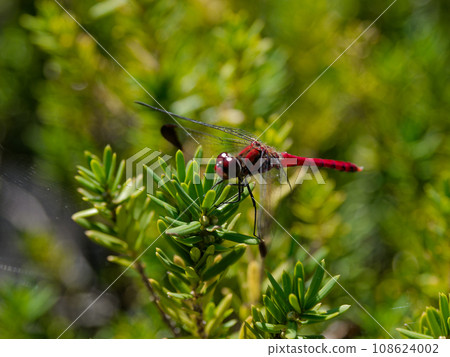 Odonataceae dragonfly perched on a leaf♂ Odonataceae dragonfly perched on a leaf♂ 108624002