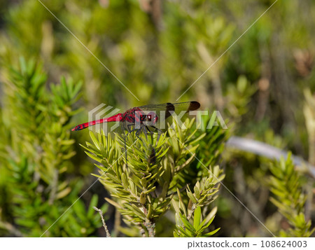 Odonataceae dragonfly perched on a leaf♂ Odonataceae dragonfly perched on a leaf♂ 108624003