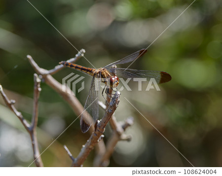 蜻蜓科蜻蜓目 ♀ 108624004