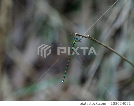 棲息在樹枝頂端的蜻蜓 ♂ 棲息在樹枝頂端的蜻蜓 ♂ 108624031