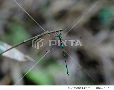 A dragonfly that perches on the tip of a branch ♂ A dragonfly that perches on the tip of a branch ♂ 108624032