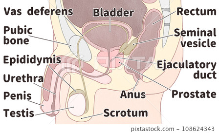 English illustration of male reproductive organs (internal genital organs) Easy-to-understand human anatomy diagram 108624343