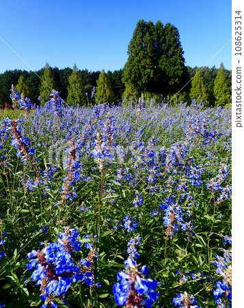 Aoyama Resort Herb Garden welcomes sage season 108625314