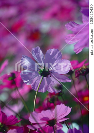 Enveloping autumn cherry blossoms Enveloping autumn cherry blossoms 108625420
