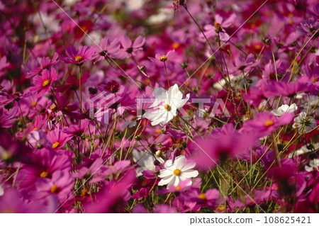 Cosmos stands out Cosmos stands out 108625421