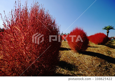 Tongaricochia Tongaricochia 108625422