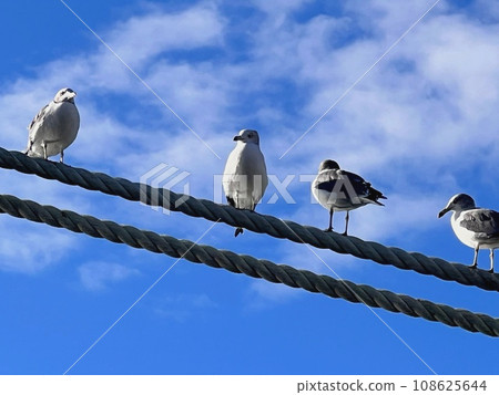 Aligned seagulls 108625644
