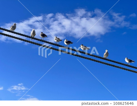 Aligned seagulls 108625646