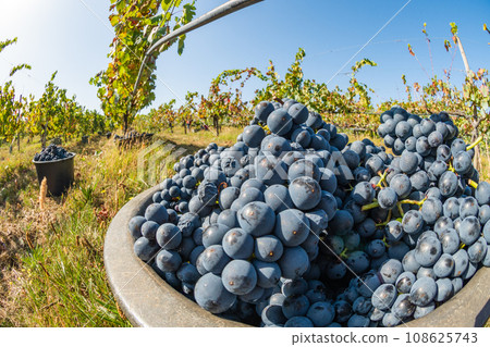 Freshly picked grapes 108625743