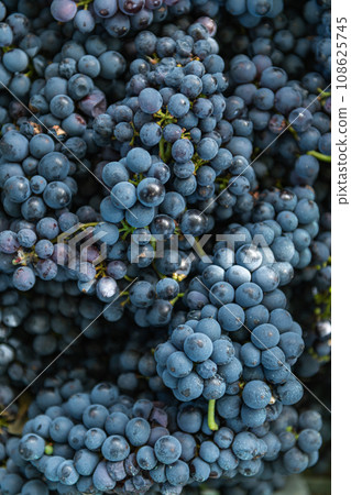 Purple grapes background 108625745