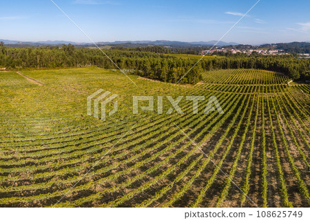 Vineyard at Moncao in Portugal 108625749