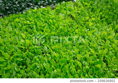 Seedlings of salad growing in plant nursery Seedlings of salad growing in plant nursery 108626802