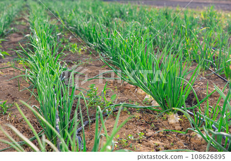 Onion beds growing in harvest field 108626895
