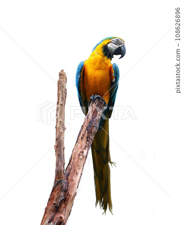 Blue and yellow macaw (Ara ararauna), also known as the blue and gold macaw. 108626896