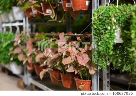 Rows of young plants of syngonium red heart penjar are located in hanging pots on showcase Rows of young plants of syngonium red heart penjar are located in hanging pots on showcase 108627030