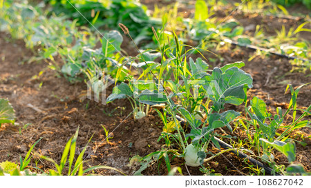 View of farm field planted with kohlrabi (german turnip) 108627042