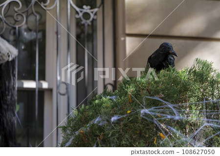Halloween creepy decorations on front of the building in New York City Halloween creepy decorations on front of the building in New York City 108627050