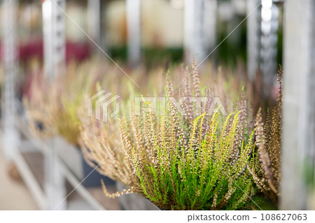 Blooming heather bushes in pots on shelves in plant store 108627063