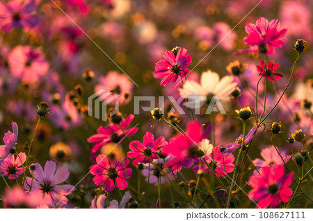 Cosmos field at dawn, petals changing color in the morning sun 108627111