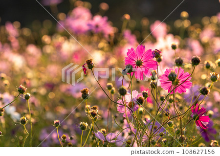Cosmos field at dawn, petals changing color in the morning sun 108627156
