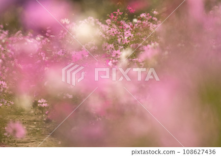 盛開的波斯菊田/秋季花田 108627436