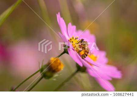 Cosmos fields in full bloom/autumn flower fields 108627441