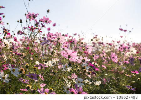 Cosmos fields in full bloom/autumn flower fields 108627498