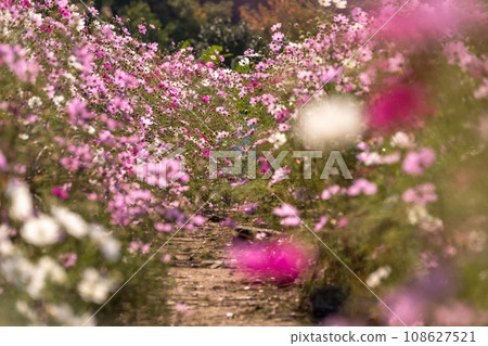Cosmos fields in full bloom/autumn flower fields 108627521