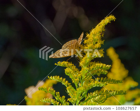 訪花昆蟲、蛺蝶科、青貝母 ♂ 訪花昆蟲、蛺蝶科、青貝母 ♂ 108627657