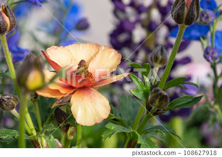Orange ranunculus flowers. 108627918