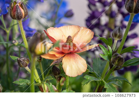 Orange ranunculus flowers. 108627973