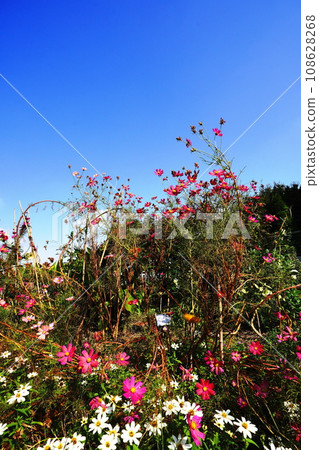 Asahi and Shirotaegikku 108628268