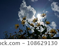 Jerusalem artichoke flowers with sunlight shining through them against a background of white clouds 108629130
