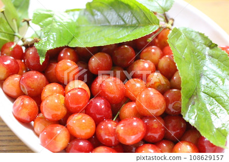 wild cherry fruit and leaves 108629157