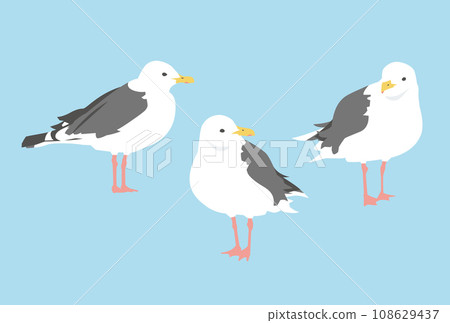 Illustration of a black-backed gull in various orientations 108629437