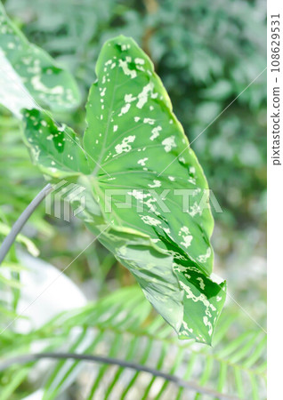 Colocasia Esculenta Hilo Beauty,Colocasia or Esculenta Hilo or Colocasia bicolor 108629531