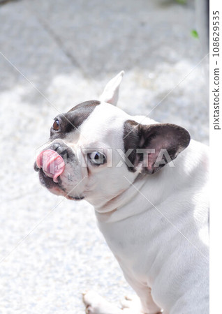 French bulldog or put on tongue dog , young French bulldog French bulldog or put on tongue dog , young French bulldog 108629535